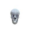 Crâne Humain Taille Réelle (Échelle 1:1) – Modèle Anatomique de Haute Précision