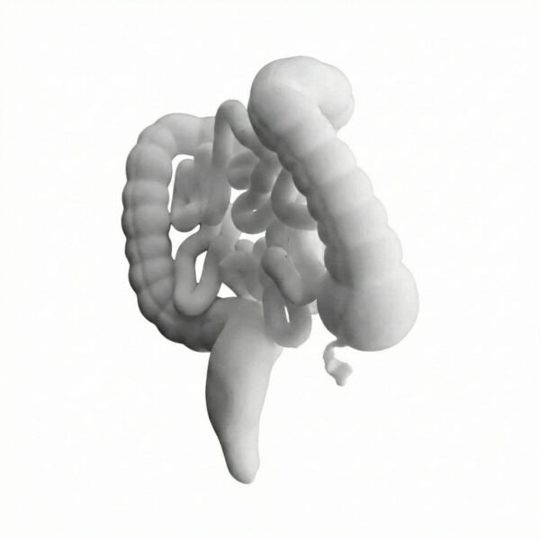 Modèle du Tractus Intestinal : Gros Intestin et Intestin Grêle