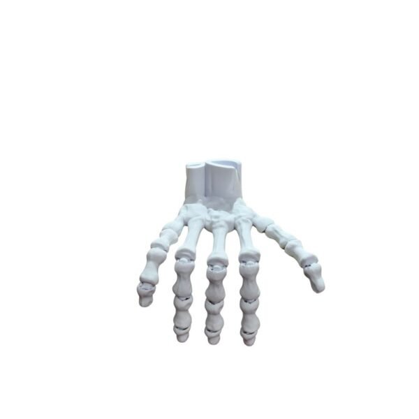 Squelette de Main Humaine et Poignet – Modèle Articulé