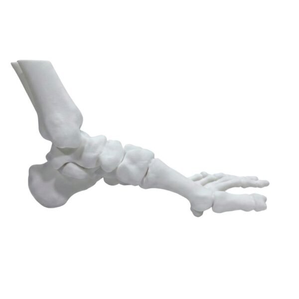 Modèle Anatomique de Squelette de Pied et Cheville (Taille Réelle)