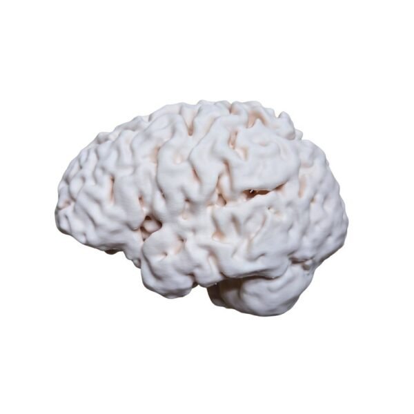 Cerveau Humain Anatomique (Scan Réel) – Réplique Haute Fidélité