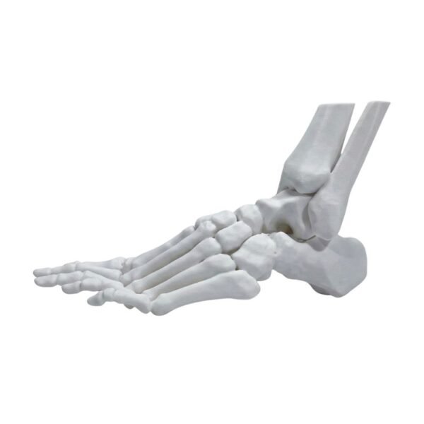 Modèle Anatomique de Squelette de Pied et Cheville (Taille Réelle)