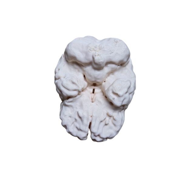 Cerveau Humain Anatomique (Scan Réel) – Réplique Haute Fidélité