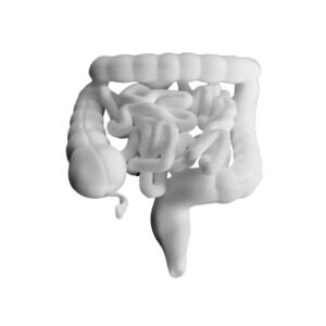 Modèle du Tractus Intestinal : Gros Intestin et Intestin Grêle