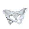 Bassin Humain (Pelvis) – Modèle Anatomique Complet